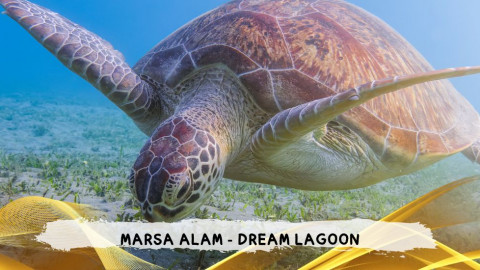 2026 marsa alam da roma dream T IN23