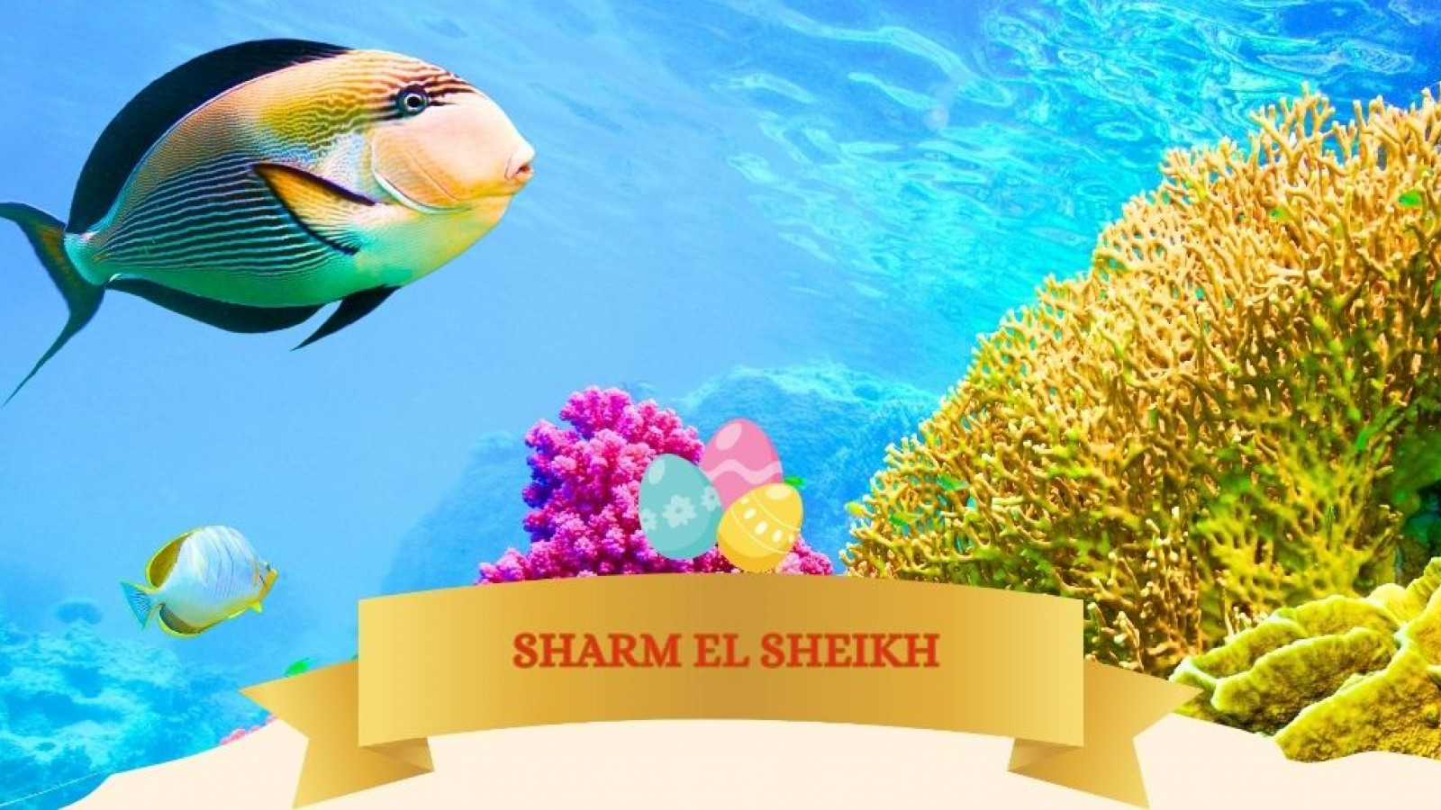2026 sharm el sheikh T ponti IN23