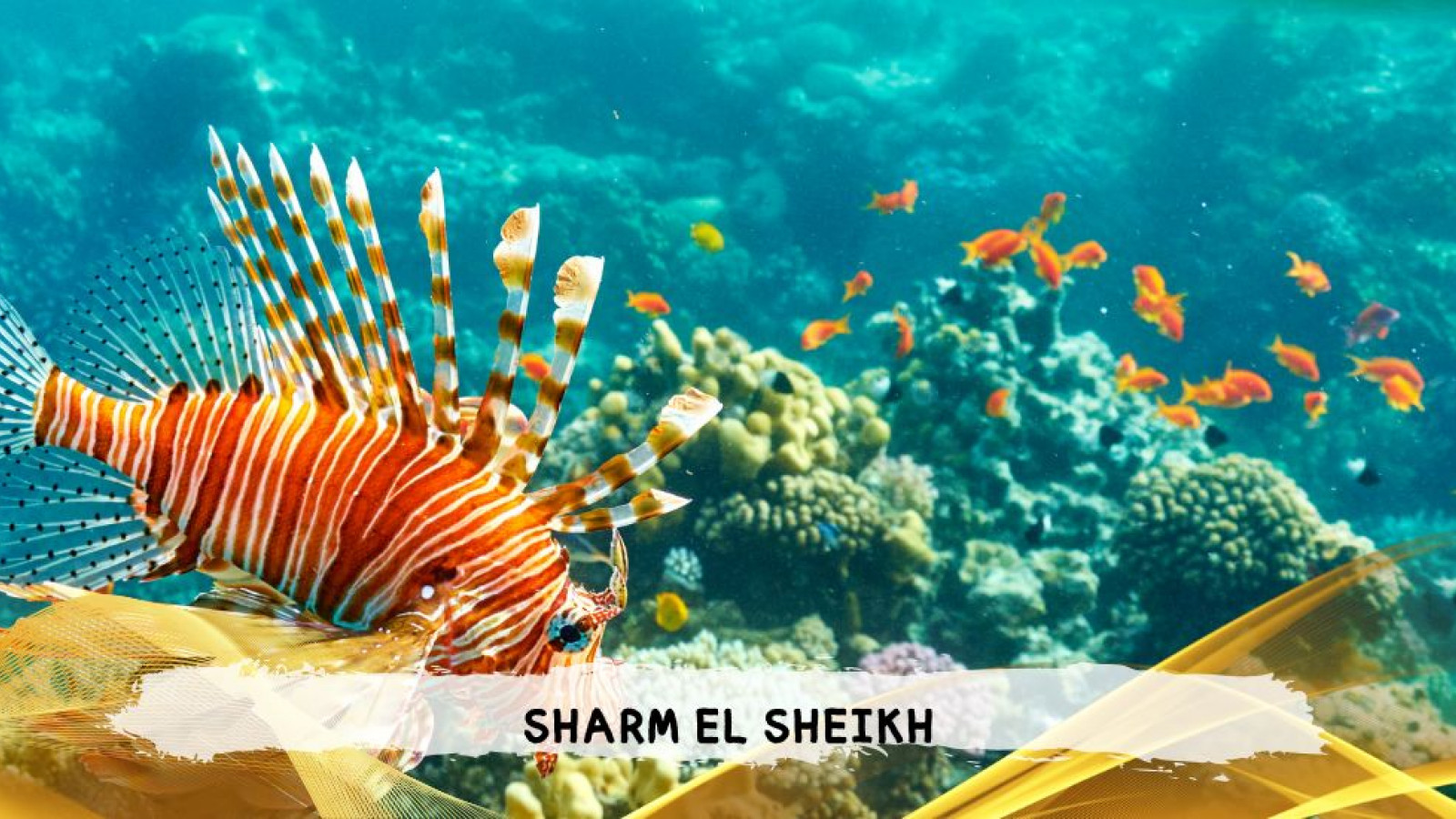 2026 sharm el sheikh da bologna T IN23