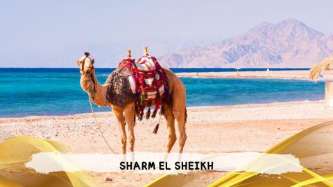 2026 sharm el sheikh da roma queen T IN23